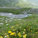 Flowers of rocky mountains  screen for extension Chrome web store in OffiDocs Chromium