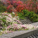 Flowers on the Roof  screen for extension Chrome web store in OffiDocs Chromium