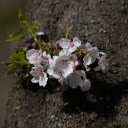 Flowers on the tree trunk  screen for extension Chrome web store in OffiDocs Chromium