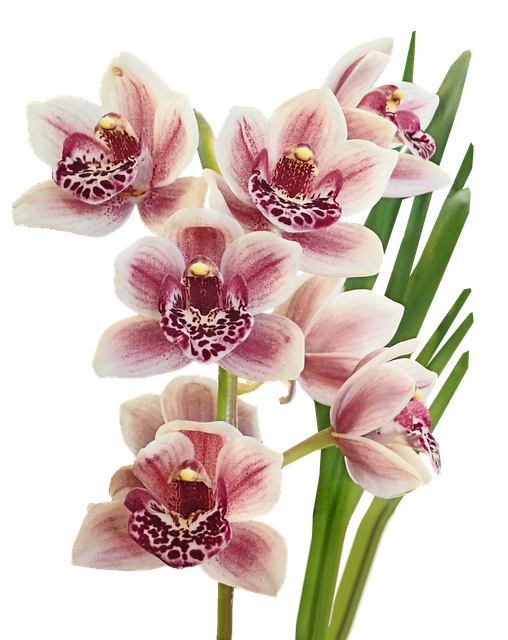 Free download Flowers Orchids Pink -  free illustration to be edited with GIMP free online image editor