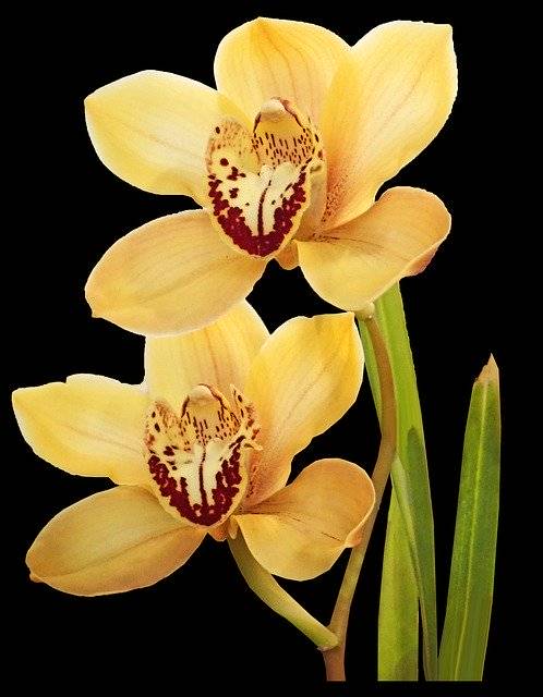 Gratis download Bloemen Orchideeën Geel - gratis foto of afbeelding om te bewerken met de online GIMP-afbeeldingseditor