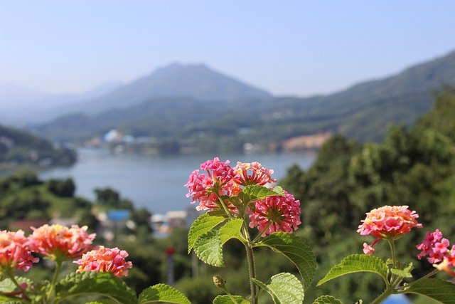 Безкоштовно завантажте квіти пелюстки озеро гора безкоштовне зображення для редагування за допомогою безкоштовного онлайн-редактора зображень GIMP