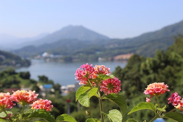 Free download flowers petals lake mountain free picture to be edited with GIMP free online image editor