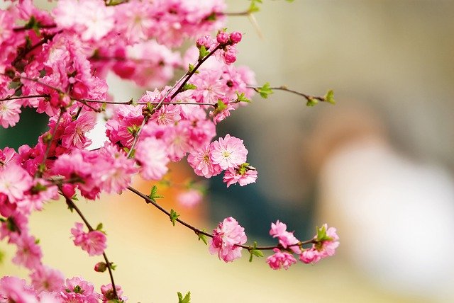 Free download flowers petals tree blossom free picture to be edited with GIMP free online image editor