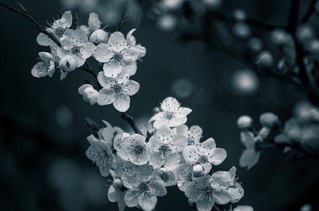 Free download flowers petals tree spring bloom free picture to be edited with GIMP free online image editor