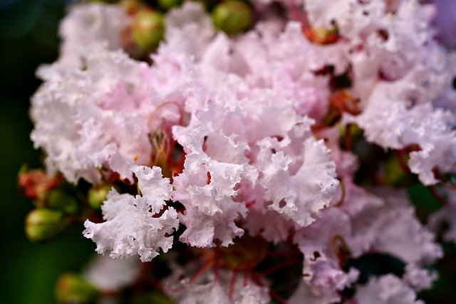 Free download flowers pink flowers crepe myrtle free picture to be edited with GIMP free online image editor