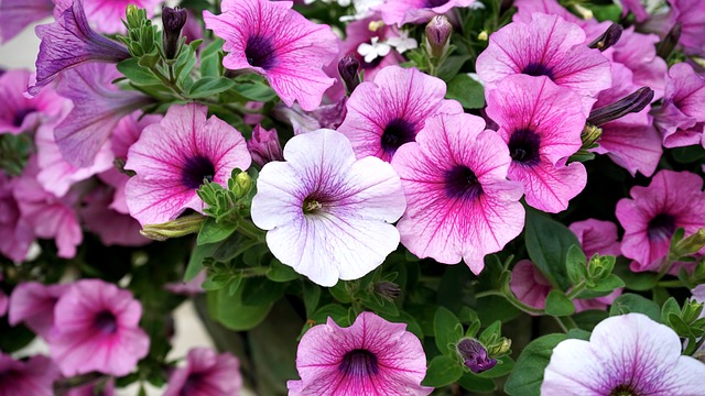 Free download flowers pink pink flowers nature free picture to be edited with GIMP free online image editor