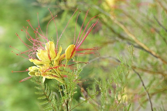 دانلود رایگان Flower Spring Flora - عکس یا عکس رایگان رایگان برای ویرایش با ویرایشگر تصویر آنلاین GIMP