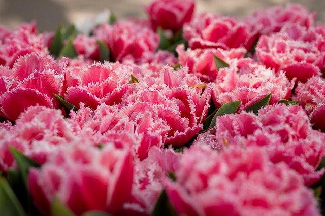 Безкоштовно завантажте квітковий весняний сад Весняні квіти безкоштовно для редагування за допомогою безкоштовного онлайн-редактора зображень GIMP