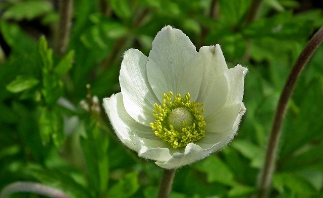 Téléchargement gratuit du modèle photo gratuit Flower Spring White à éditer avec l'éditeur d'images en ligne GIMP