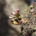flower sprouts  screen for extension Chrome web store in OffiDocs Chromium