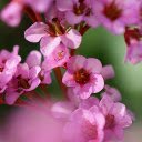 Flowers, purple pink stems  screen for extension Chrome web store in OffiDocs Chromium