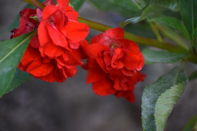 Libreng download Flowers Red Nature - libreng larawan o larawan na ie-edit gamit ang GIMP online na editor ng imahe