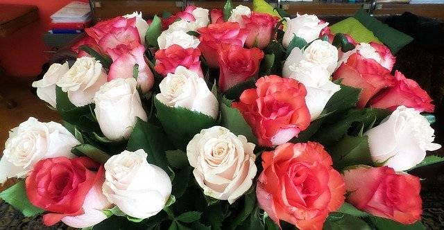 Téléchargement gratuit fleurs rose rose rose ici im image gratuite à éditer avec l'éditeur d'images en ligne gratuit GIMP