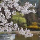 Flowers shine into the lake  screen for extension Chrome web store in OffiDocs Chromium