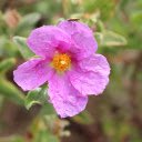 Flowers shower in the rain  screen for extension Chrome web store in OffiDocs Chromium