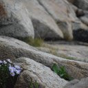 Flowers stretch themselves  screen for extension Chrome web store in OffiDocs Chromium