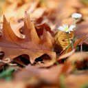 Flowers stretch themselves  screen for extension Chrome web store in OffiDocs Chromium