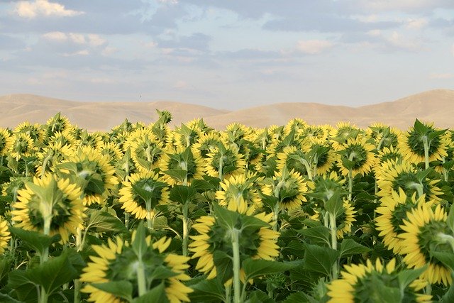 تنزيل صور مجانية لطبيعة زهور عباد الشمس الصيفية مجانًا ليتم تحريرها باستخدام محرر الصور المجاني عبر الإنترنت من GIMP