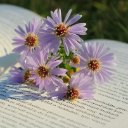 FLOWERS THEME  screen for extension Chrome web store in OffiDocs Chromium