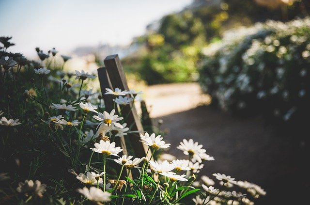 قم بتنزيل صورة مجانية لـ Flowers travel و طبيعة da lat ليتم تحريرها باستخدام محرر الصور المجاني على الإنترنت GIMP