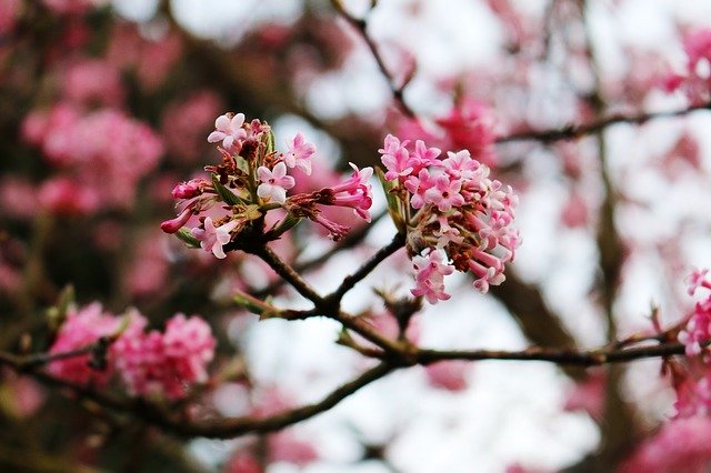 הורדה חינם Flowers Tree Aesthetic - תמונה או תמונה בחינם לעריכה עם עורך התמונות המקוון GIMP