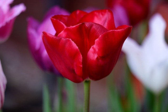 Free download flowers tulips petals buds violet free picture to be edited with GIMP free online image editor