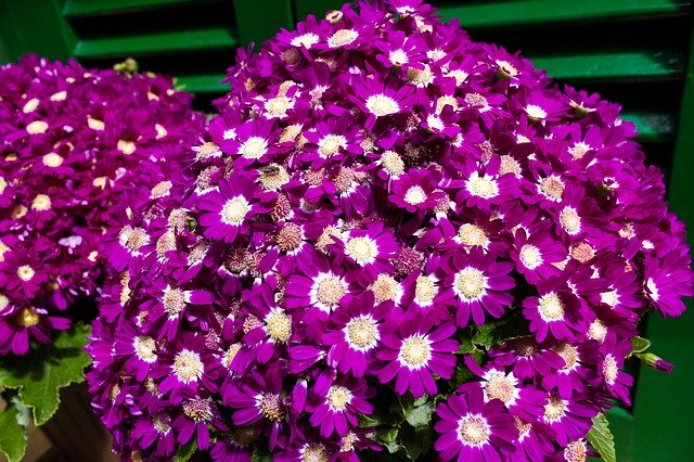 Descarga gratuita Flowers Violet Nature - foto o imagen gratuita para editar con el editor de imágenes en línea GIMP