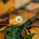 Flowers welcome autumn  screen for extension Chrome web store in OffiDocs Chromium