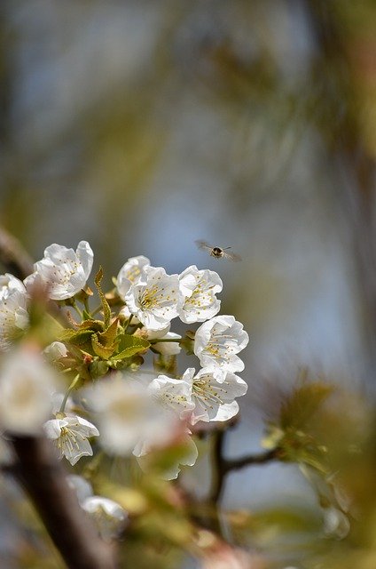 Free download flowers white flowers insect spring free picture to be edited with GIMP free online image editor