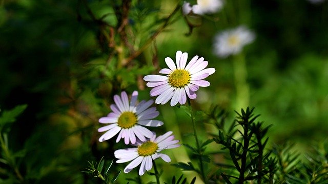دانلود رایگان عکس پاییزی طبیعت سفید گل برای ویرایش با ویرایشگر تصویر آنلاین رایگان GIMP