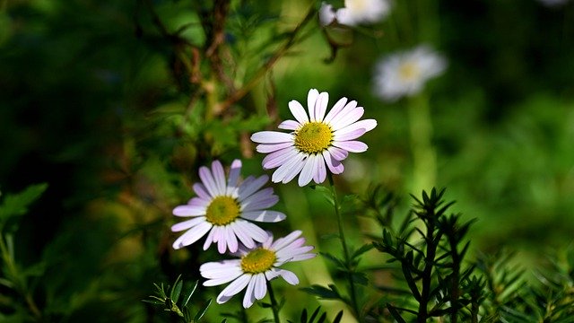 Free download flowers white nature autumn free picture to be edited with GIMP free online image editor