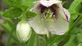 Free download Flowers With Raindrops free video to be edited with OpenShot online video editor