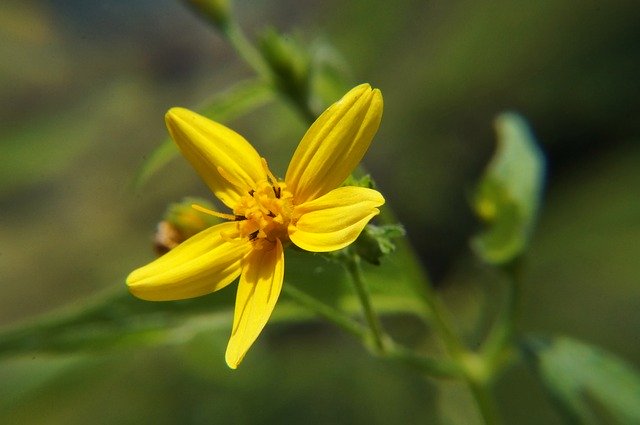 Descarga gratis flores jardín macro naturaleza primavera imagen gratis para editar con GIMP editor de imágenes en línea gratuito