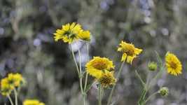 Téléchargement gratuit de Fleurs jaunes en fleurs - photo ou image gratuite à éditer avec l'éditeur d'images en ligne GIMP