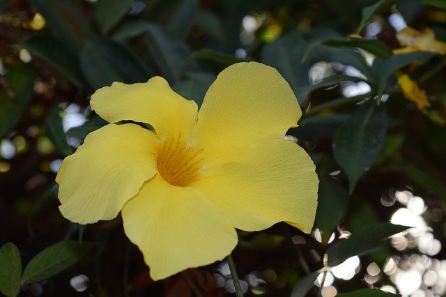 Tải xuống miễn phí Flowers Yellow Nature Mẫu ảnh miễn phí được chỉnh sửa bằng trình chỉnh sửa hình ảnh trực tuyến GIMP