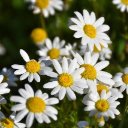 FLOWER THEME  screen for extension Chrome web store in OffiDocs Chromium