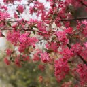Free download Flower Tree -  free photo or picture to be edited with GIMP online image editor