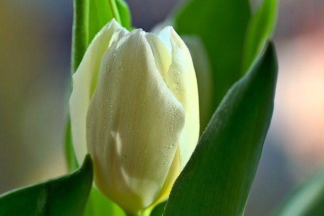 Free download flower tulip bloom blossom botany free picture to be edited with GIMP free online image editor