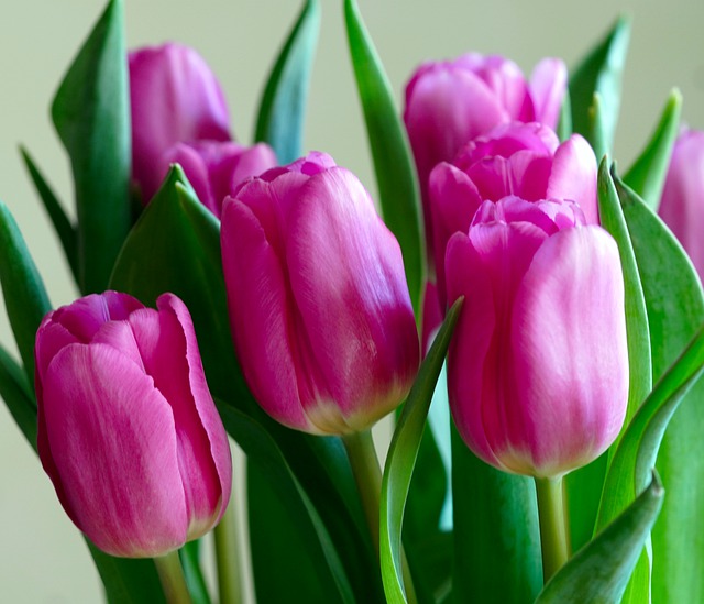Free download flower tulips pink petals nature free picture to be edited with GIMP free online image editor
