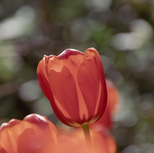 Kostenloser Download von Blumentulpen, Frühling, rote Tulpe, kostenloses Bild zur Bearbeitung mit GIMP, kostenlosem Online-Bildeditor