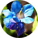 Flower Wallpaper  screen for extension Chrome web store in OffiDocs Chromium