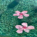 Flower wallpaper floating on water  screen for extension Chrome web store in OffiDocs Chromium