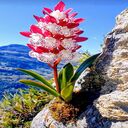 flower wallpaper on stone  screen for extension Chrome web store in OffiDocs Chromium