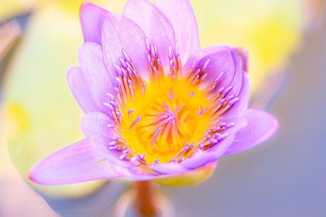 Bezpłatne pobieranie kwiatu wody kwiat lotosu kwitną darmowe zdjęcie do edycji za pomocą bezpłatnego internetowego edytora obrazów GIMP