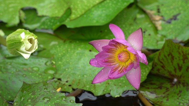 Unduh gratis bunga lily air botani mekar gambar gratis untuk diedit dengan editor gambar online gratis GIMP