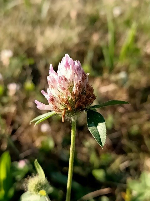 Free download flower weil am rhein fleur macro free picture to be edited with GIMP free online image editor