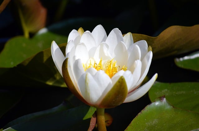 Libreng download bulaklak puting bulaklak water lily libreng larawan na ie-edit gamit ang GIMP libreng online na editor ng imahe