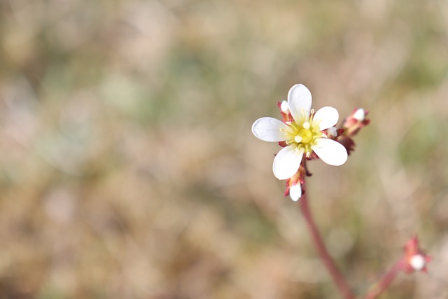 دانلود رایگان گل سفید درخشش زیبا زیبا و رایگان برای ویرایش با ویرایشگر تصویر آنلاین رایگان GIMP