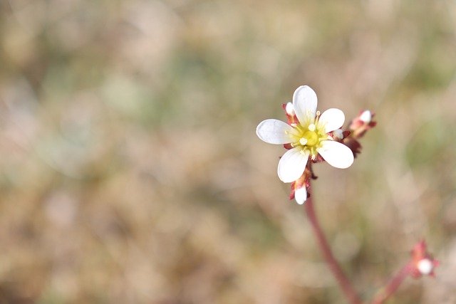 Faça o download gratuito da flor branca brilho linda imagem gratuita para ser editada com o editor de imagens on-line gratuito do GIMP